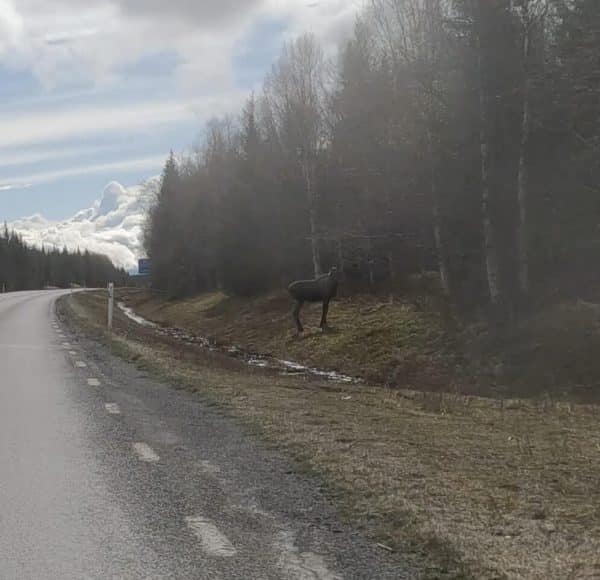 Ein Elch steht am Waldrand neben einer Landstraße bei bewölktem Himmel.
