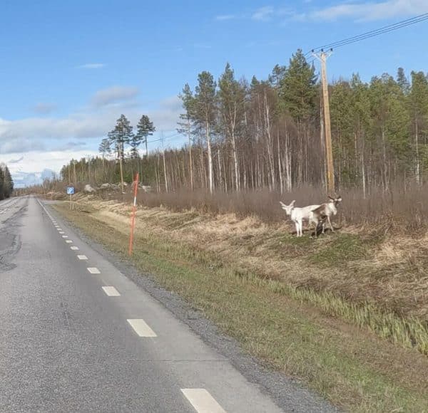 SCANDIC RIDE 2025 JUSTRIDE T1-303