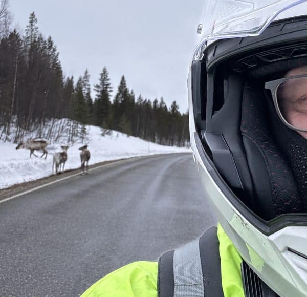 Blick über die Schulter nach hinten von der Vespa, 3 Rentiere stehen am Straßenrand auf der Straße von Inari (Finnland) nach Kirkenes (Norwegen), rechts und links hoher Schnee und Bäume.