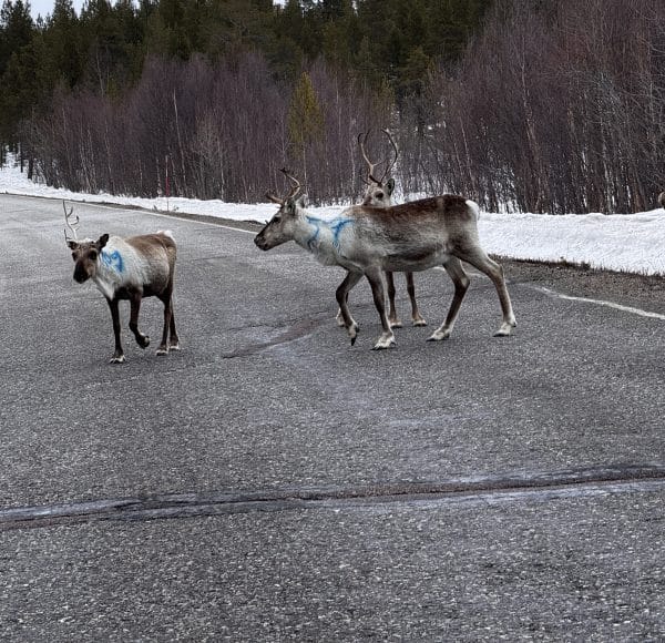 Drei Rentiere überqueren eine schneebedeckte Landstraße vor einem bewaldeten Hintergrund.