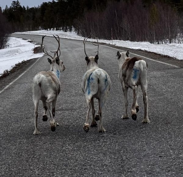 3 Rentiere laufen direkt vor der fahrenden Vespa auf der Straße von Inari (Finnland) nach Kirkenes (Norwegen), rechts und links hoher Schnee und Bäume.