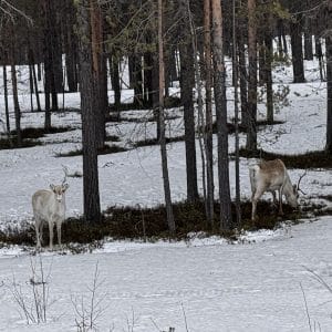 Zwei Hirsche stehen im verschneiten Wald zwischen Bäumen.