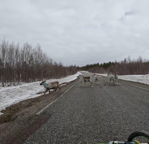 Mehrere Rentiere überqueren eine schneebedeckte Landstraße, umgeben von kahlen Bäumen und bewölktem Himmel.