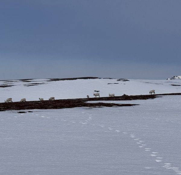 Verschneite Landschaft mit Fußspuren im Schnee, braune Grasflächen, bewölkter Himmel.