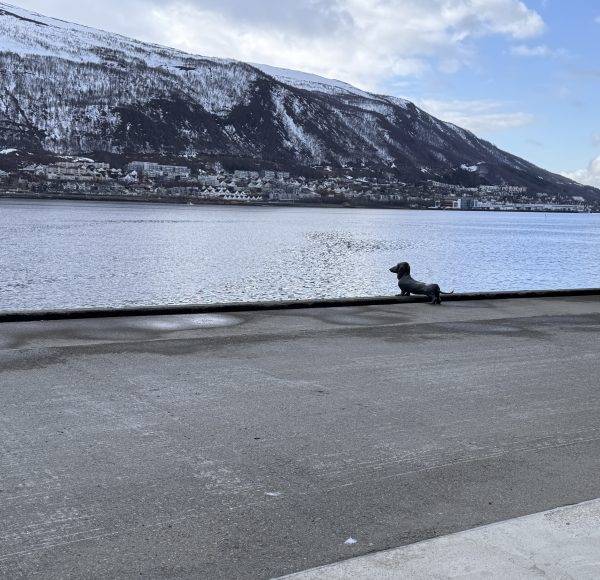 Hund sitzt am Ufer vor einem See, im Hintergrund schneebedeckter Berg und blauer Himmel.