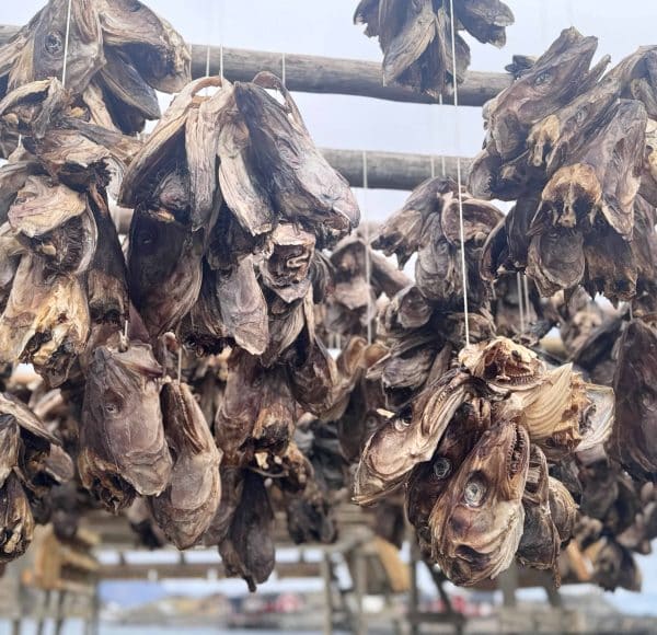 Getrockneter Fisch hängt an Holzgestellen im Freien zum Trocknen.