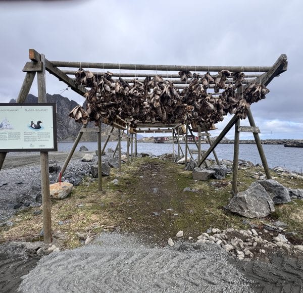 Gestell mit trocknendem Stock-Fisch an der Küste des Reine Fjords, steiniger Weg führt durch mehrere Holzrahmen, Wolkenhimmel im Hintergrund. Ein Schild steht links im Bild.